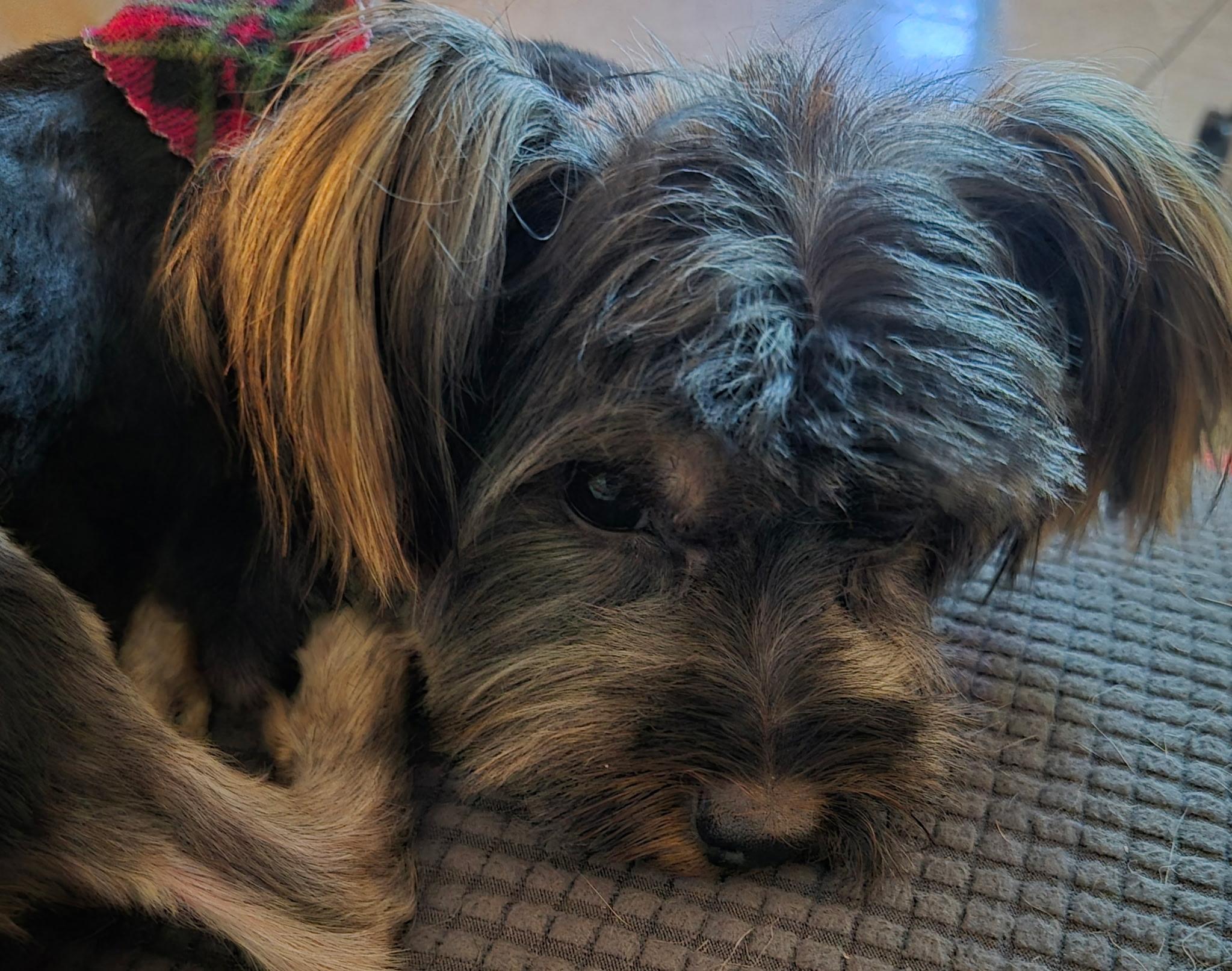 Enlarge Zeke, a ADOPTABLE mixed breed in Plantation, FL image 3/3