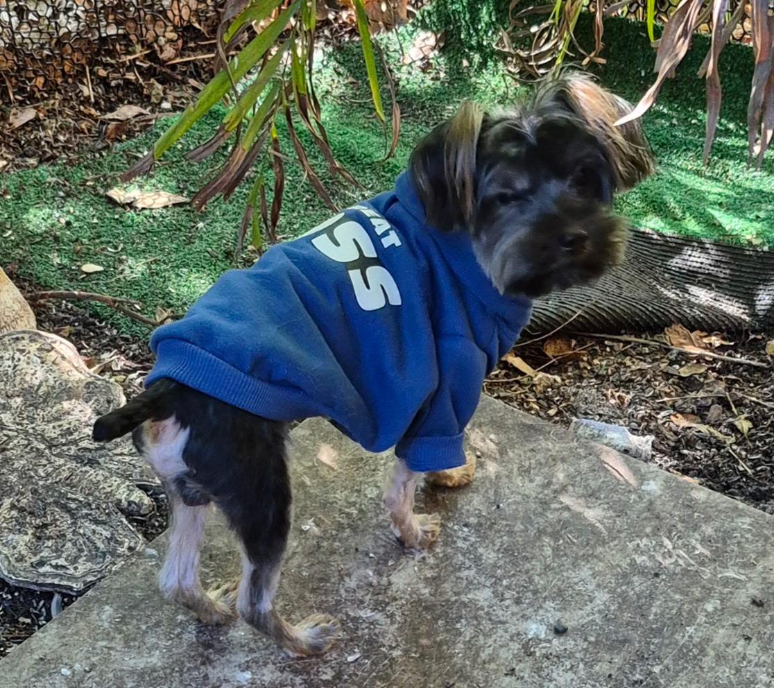 Enlarge Zeke, a ADOPTABLE mixed breed in Plantation, FL image 2/3