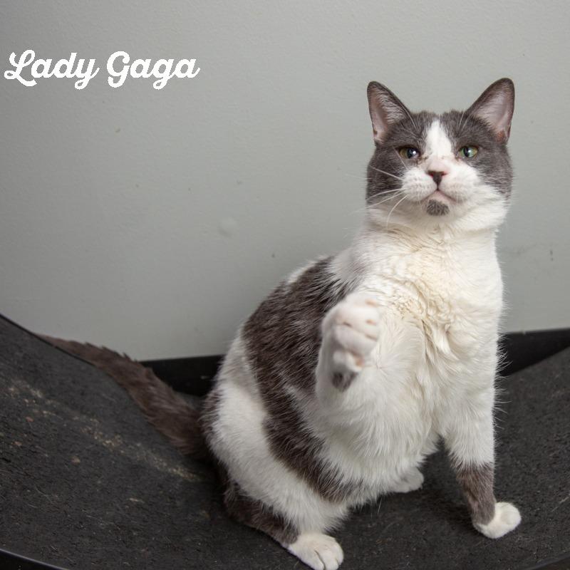 Lady Gaga, Adoptable, Adult Female Domestic Short Hair.