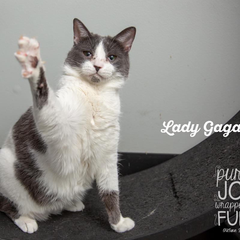 Enlarge Lady Gaga, a Adoptable Domestic Short Hair in Springfield, MO image 2/6