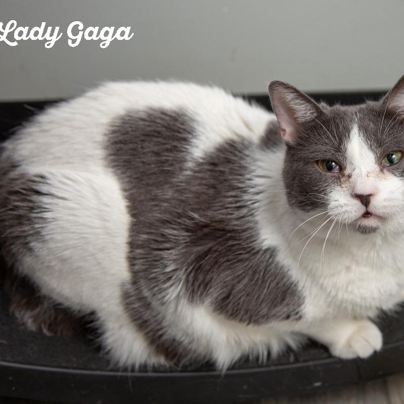 Enlarge Lady Gaga, a Adoptable Domestic Short Hair in Springfield, MO image 3/6