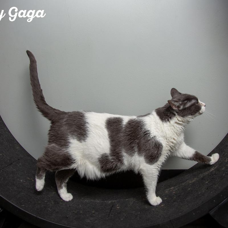 Enlarge Lady Gaga, a Adoptable Domestic Short Hair in Springfield, MO image 4/6