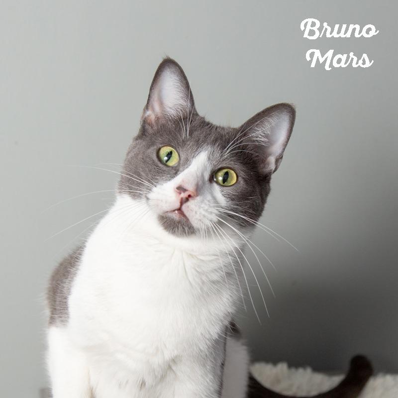 Enlarge Lady Gaga, a Adoptable Domestic Short Hair in Springfield, MO image 5/6