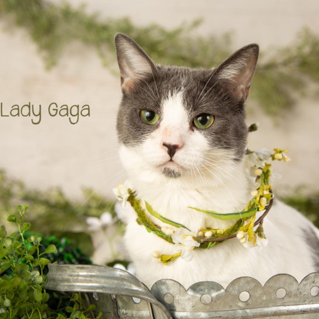 Lady Gaga, Adoptable, Adult Female Domestic Short Hair.