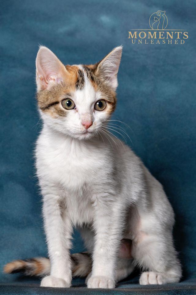 Enlarge Graffiti, an adopted Domestic Short Hair in Myakka City, FL image 1/4