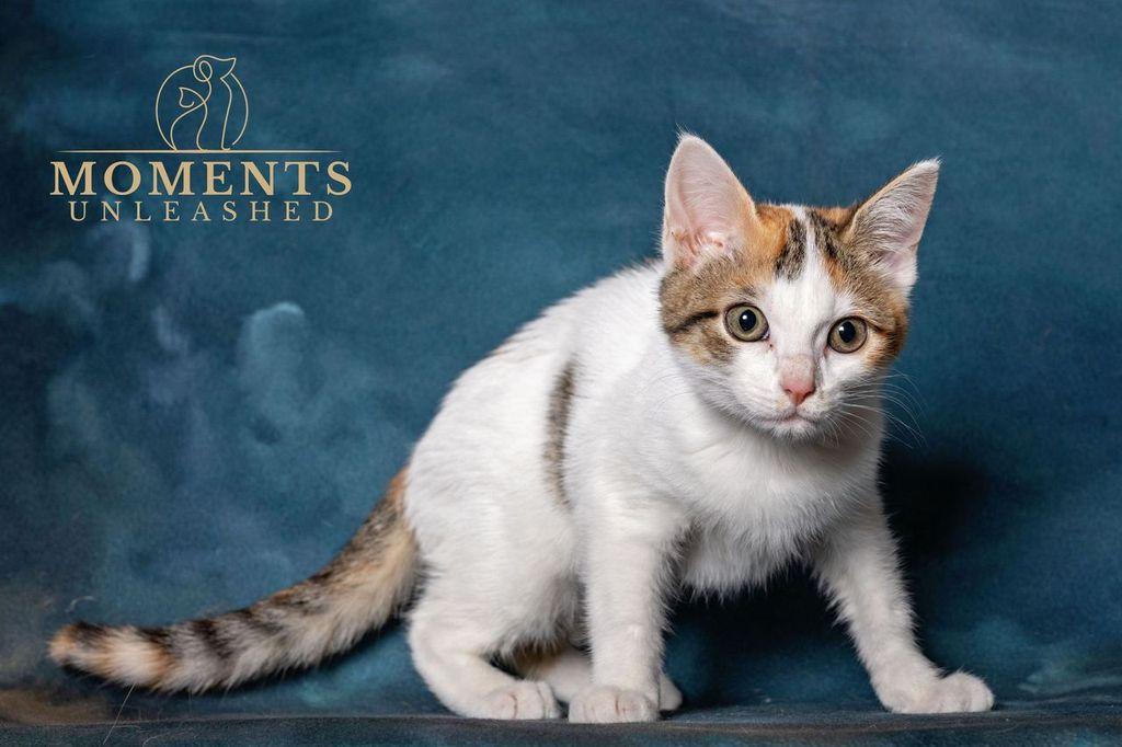 Enlarge Graffiti, an adopted Domestic Short Hair in Myakka City, FL image 2/4