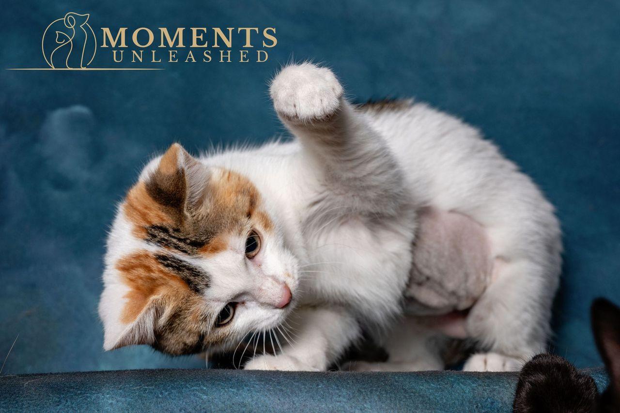 Enlarge Graffiti, an adopted Domestic Short Hair in Myakka City, FL image 3/4