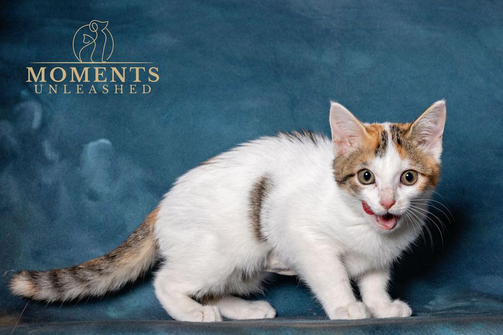 Enlarge Graffiti, an adopted Domestic Short Hair in Myakka City, FL image 4/4