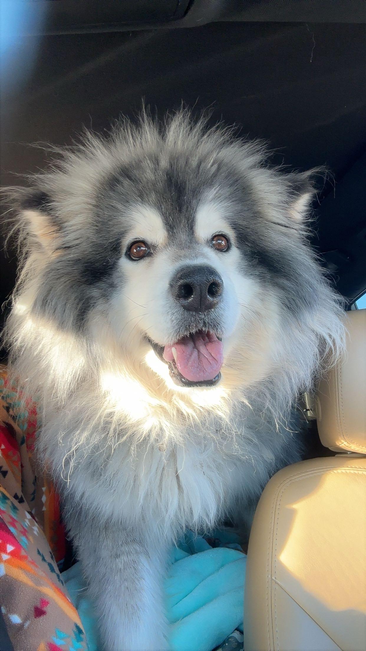 Enlarge Albert, a ADOPTABLE Alaskan Malamute in Jamestown, ND image 5/6