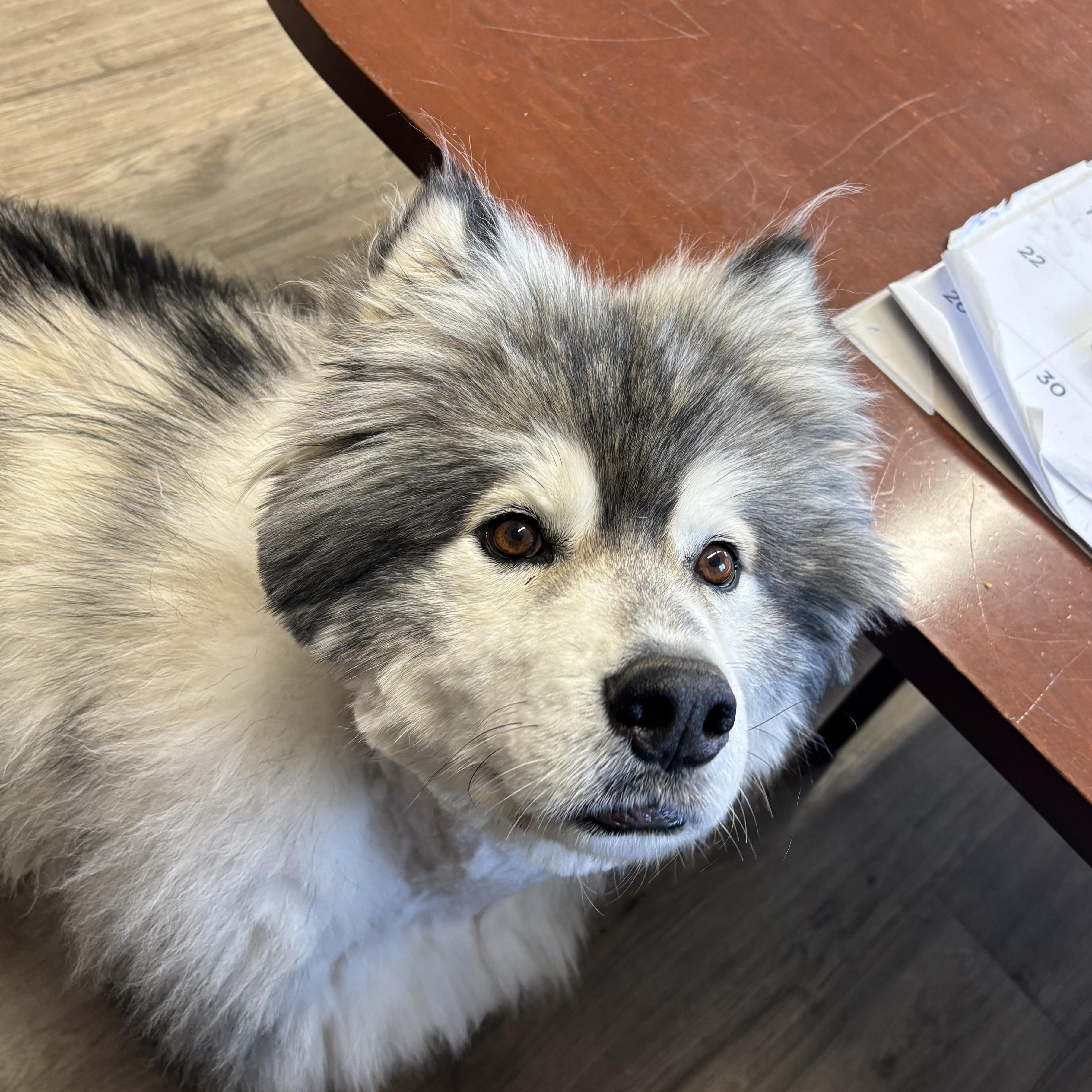 Enlarge Albert, a ADOPTABLE Alaskan Malamute in Jamestown, ND image 2/6