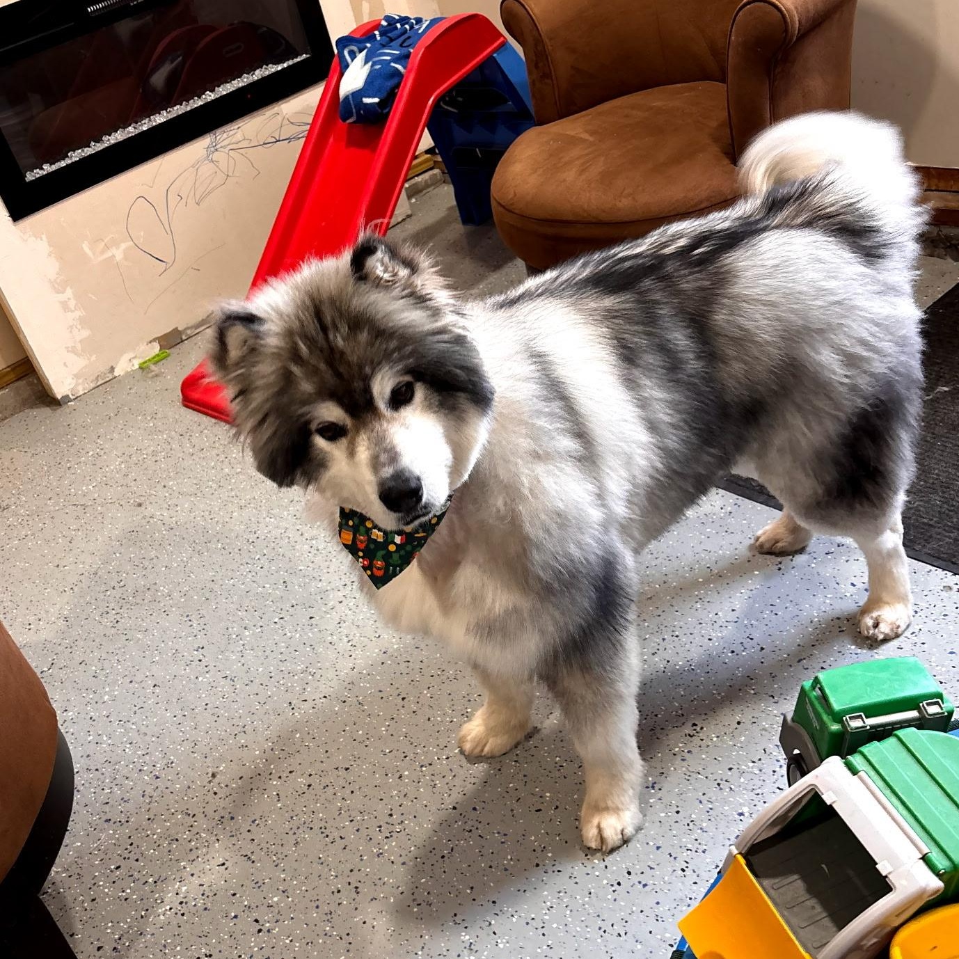 Enlarge Albert, a ADOPTABLE Alaskan Malamute in Jamestown, ND image 4/6