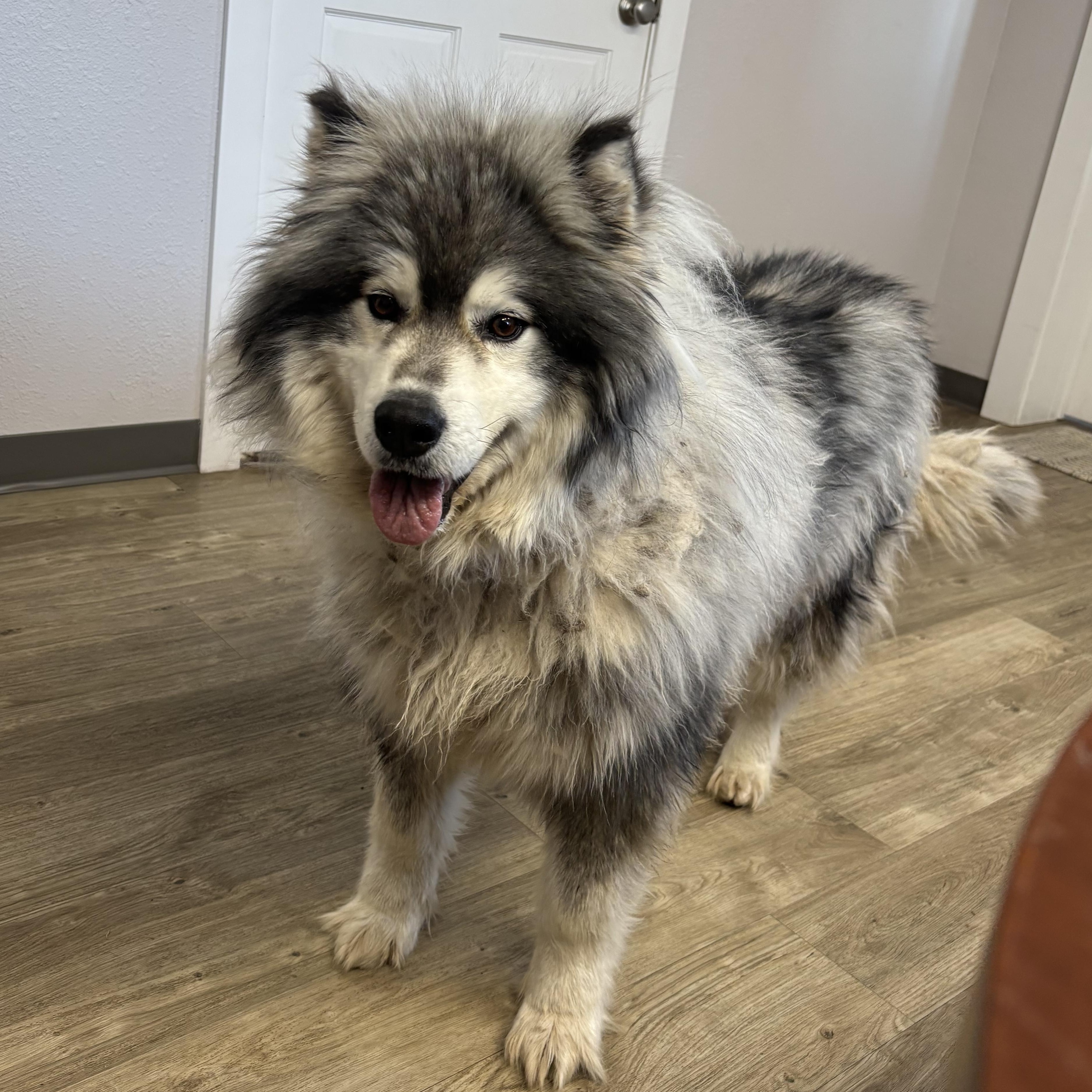 Enlarge Albert, a ADOPTABLE Alaskan Malamute in Jamestown, ND image 6/6