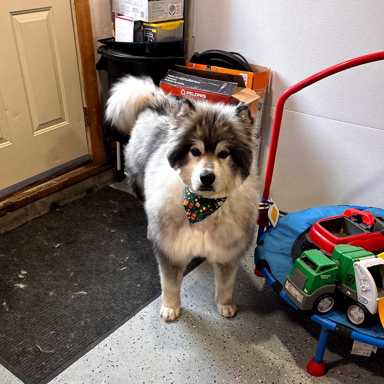 Enlarge Albert, a ADOPTABLE Alaskan Malamute in Jamestown, ND image 3/6