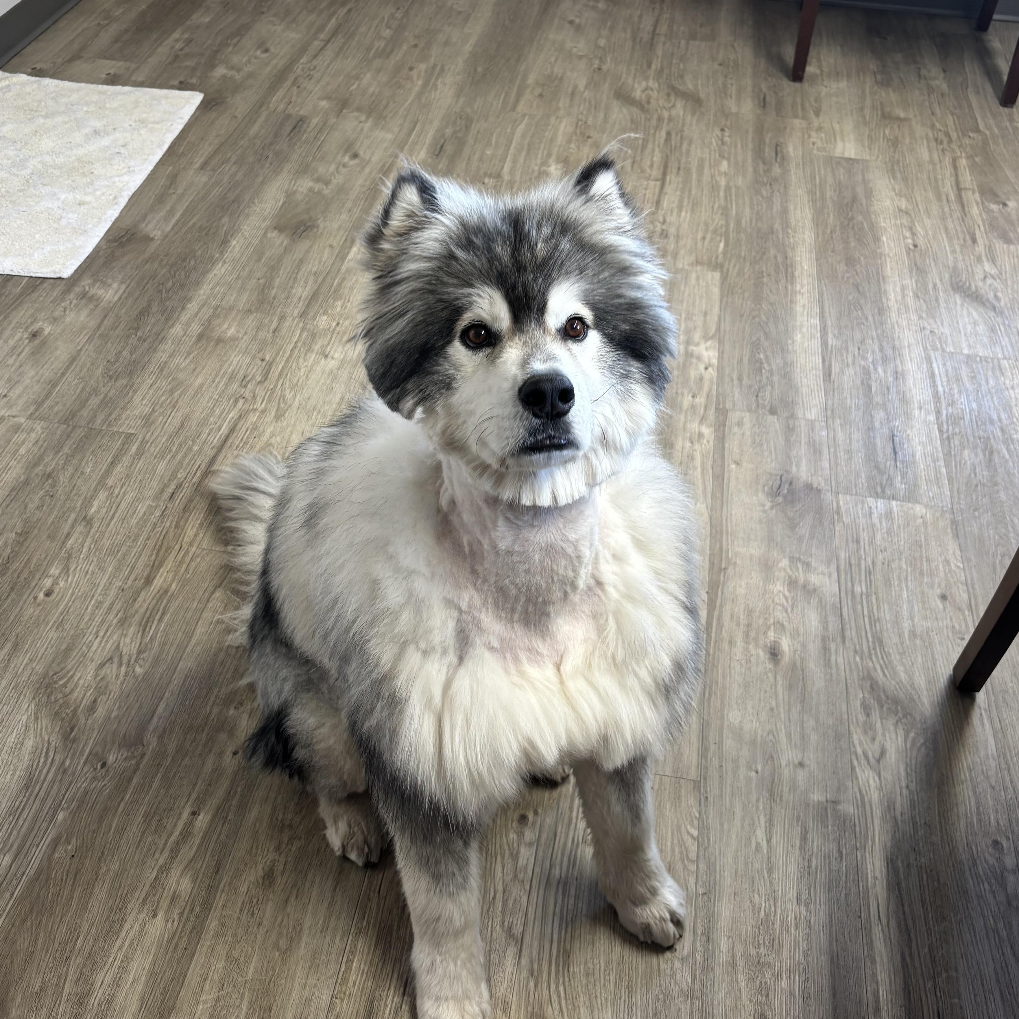 Enlarge Albert, a ADOPTABLE Alaskan Malamute in Jamestown, ND image 1/6
