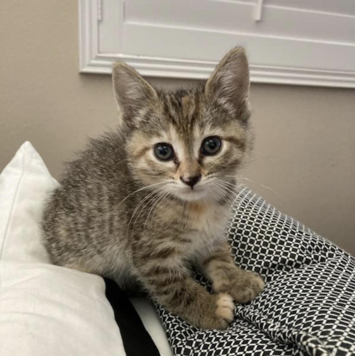 Hazel, ADOPTABLE, Kitten Female Tabby & Calico.