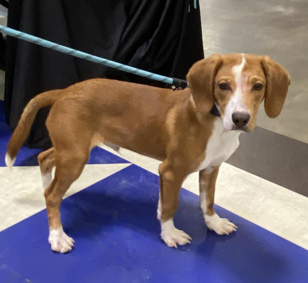 Enlarge Zach, a ADOPTABLE mixed breed in Joliet, IL image 2/2