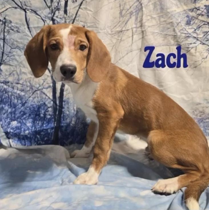 Enlarge Zach, a ADOPTABLE mixed breed in Joliet, IL image 1/2