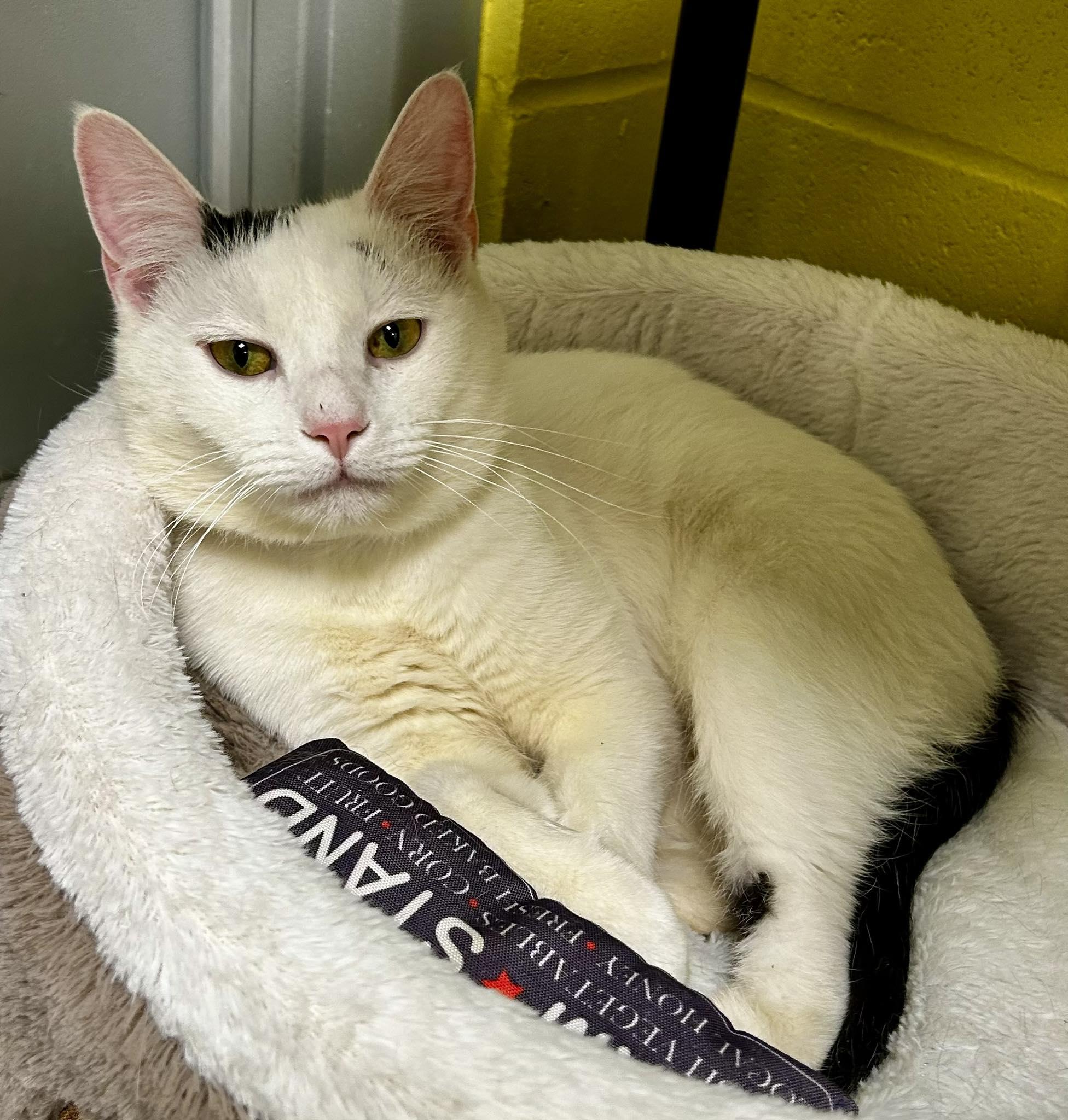 Gromit, ADOPTABLE, Adult Male Domestic Short Hair.