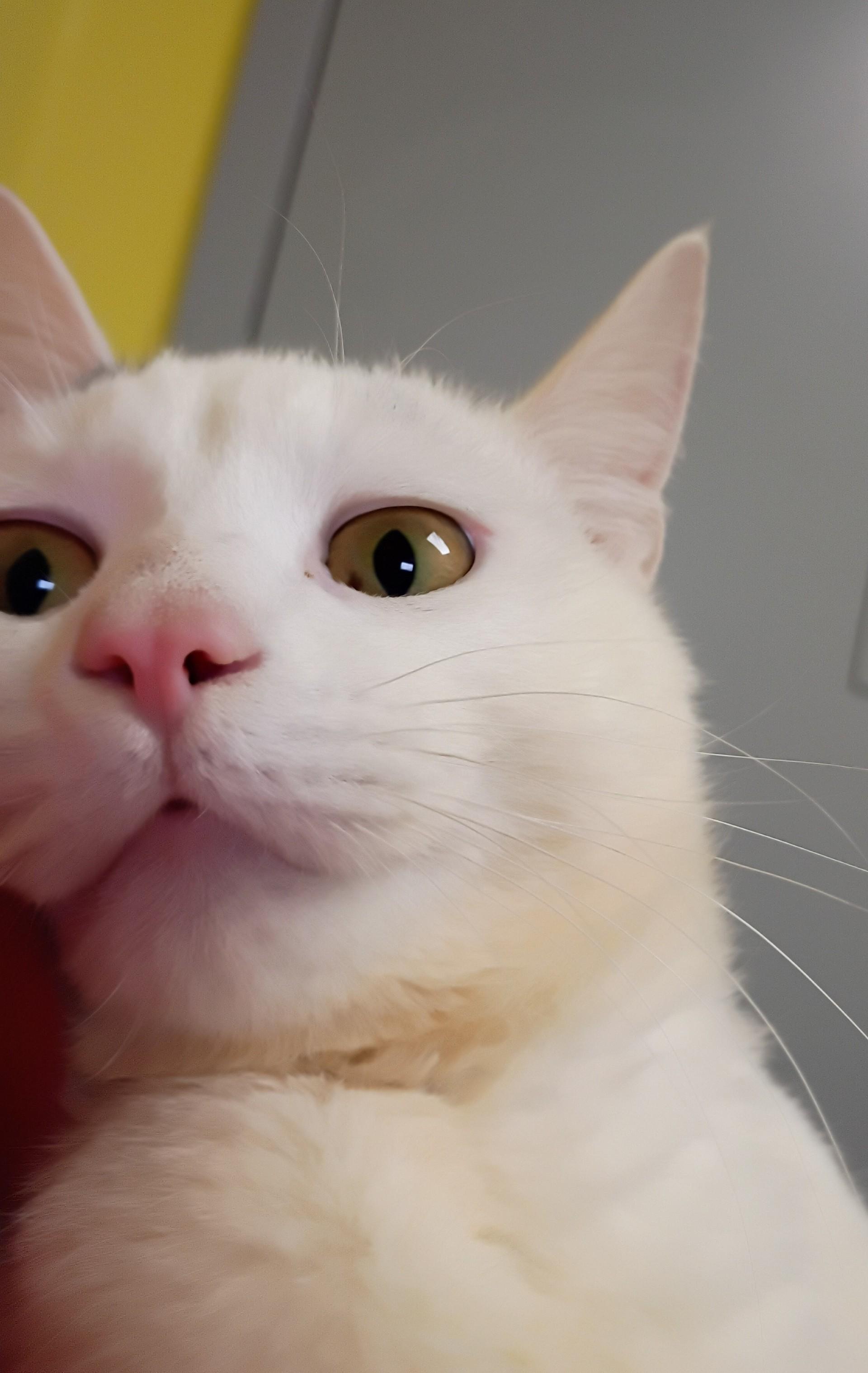 Enlarge Gromit, a ADOPTABLE Domestic Short Hair in New Philadelphia, OH image 1/1