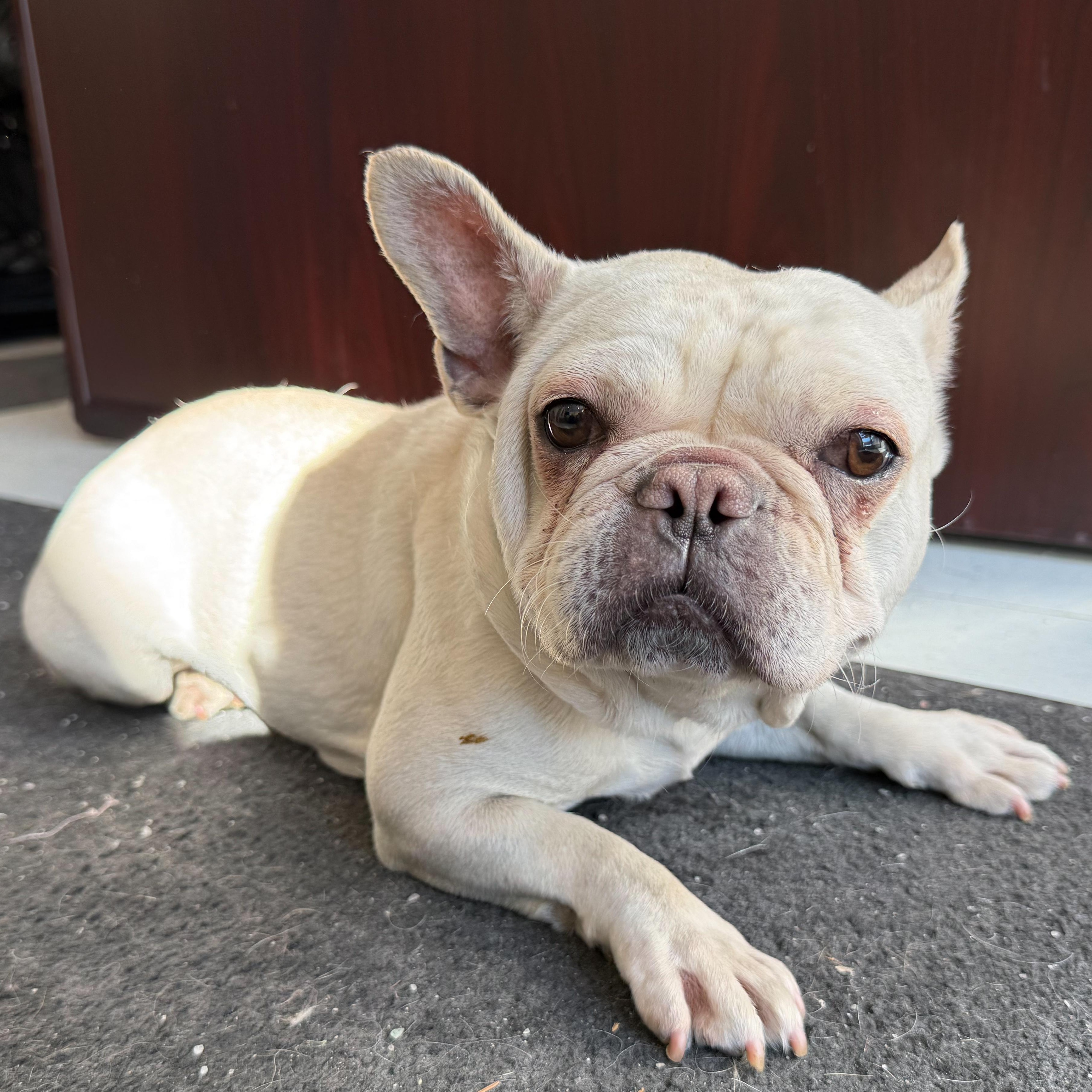 Enlarge Custard, an adopted mixed breed in Latrobe, PA image 5/5