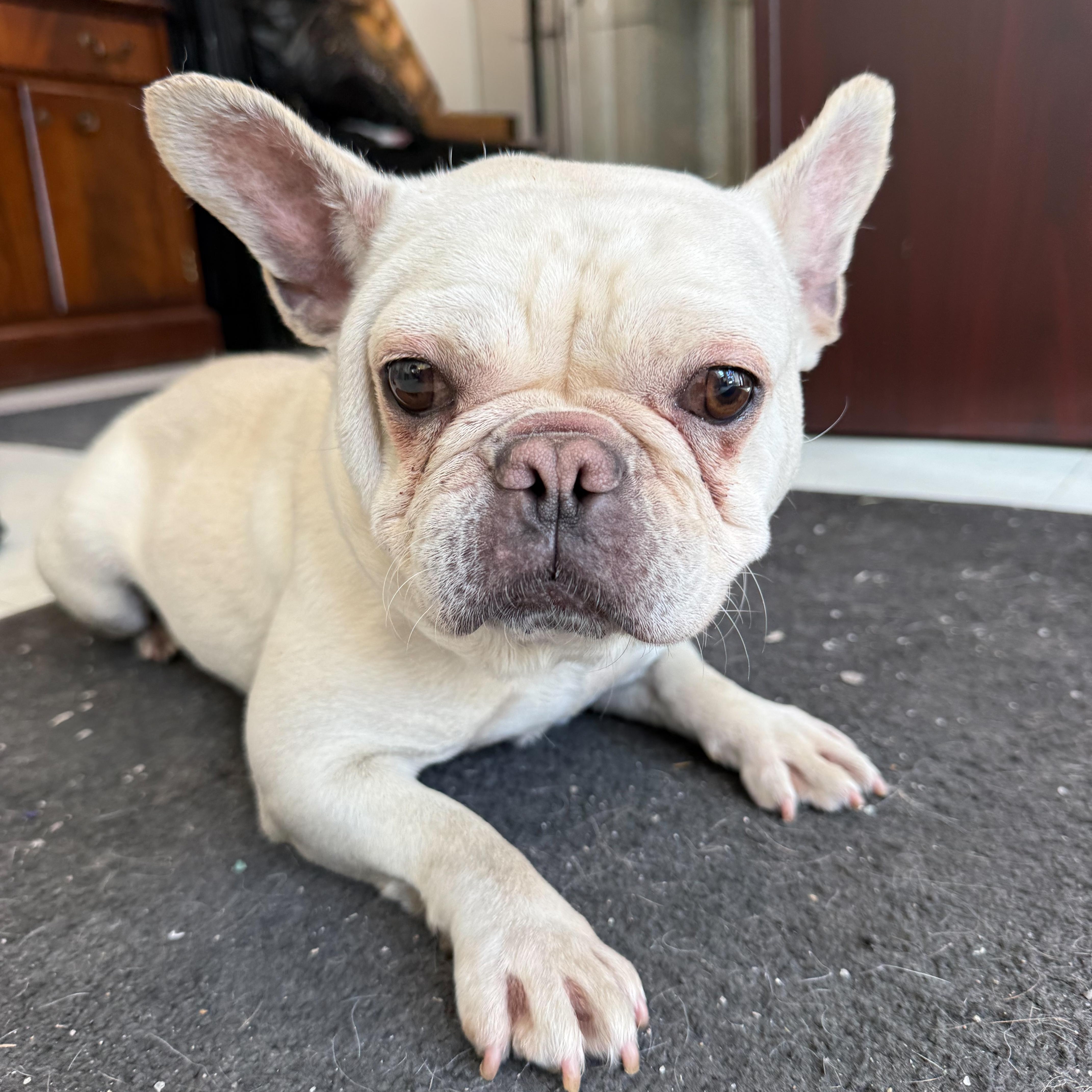 Enlarge Custard, an adopted mixed breed in Latrobe, PA image 1/5