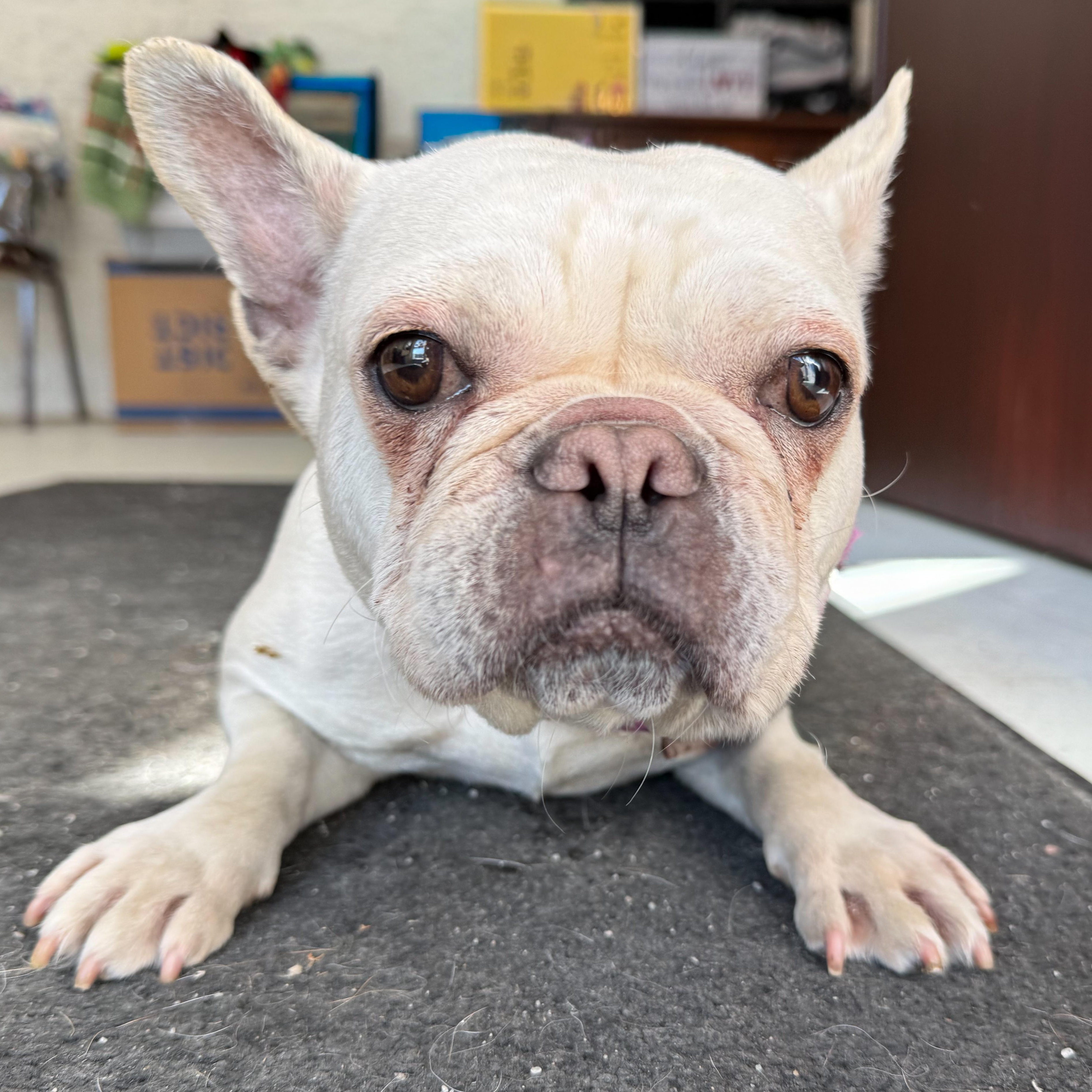 Enlarge Custard, an adopted mixed breed in Latrobe, PA image 3/5