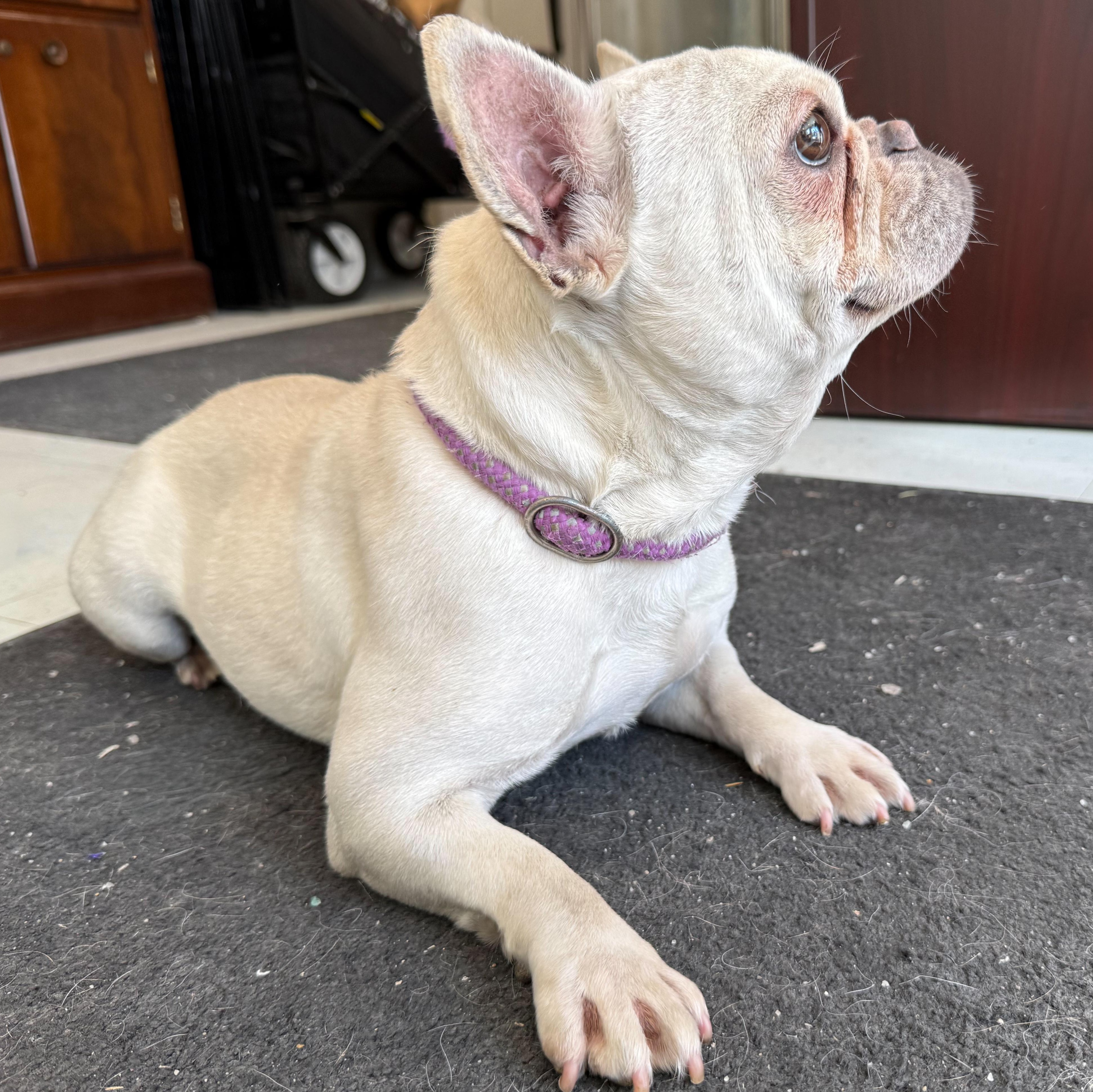 Enlarge Custard, an adopted mixed breed in Latrobe, PA image 4/5