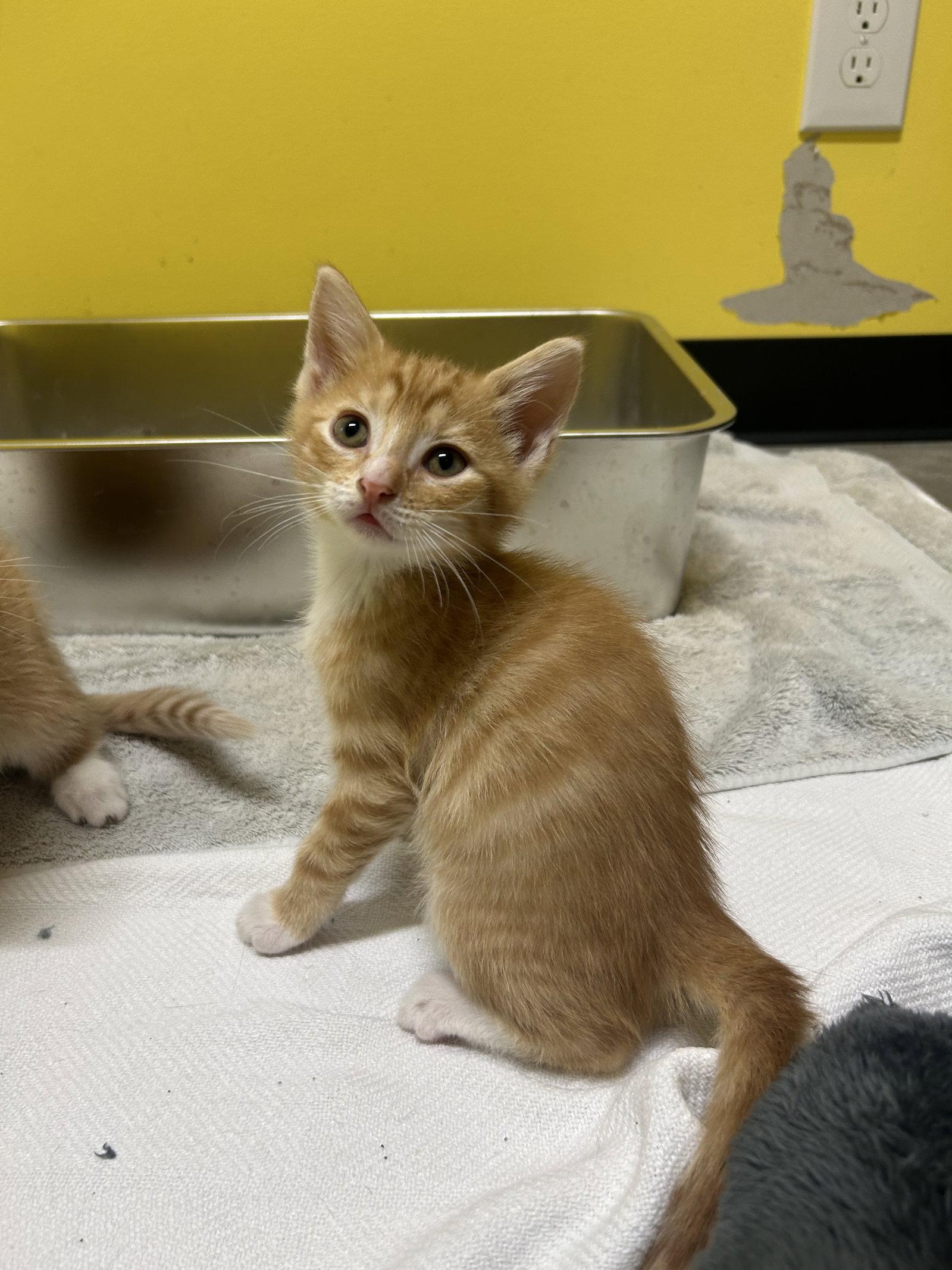Enlarge Crawfish, a Adoptable Domestic Short Hair in Sanford, NC image 1/1