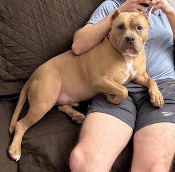 Enlarge Meatball, a Adoptable mixed breed in Livonia, MI image 1/3