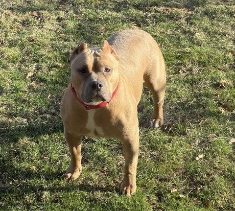 Meatball, Adoptable, Adult Male American Bulldog & American Staffordshire Terrier.