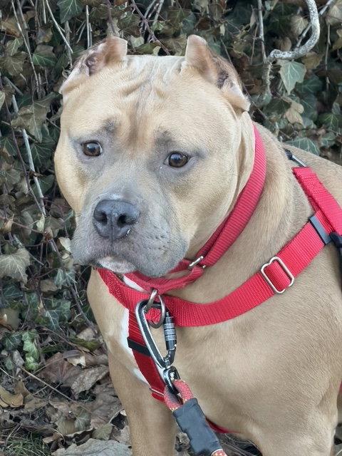 Meatball, a Adoptable mixed breed in Livonia, MI image 2/3
