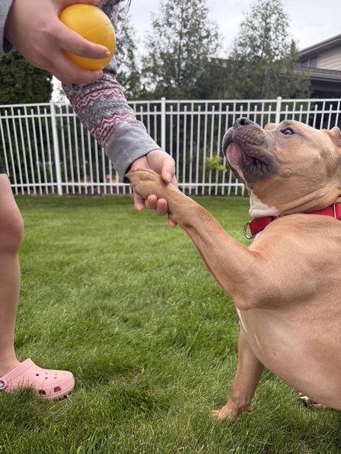 Meatball, a Adoptable mixed breed in Livonia, MI image 3/3