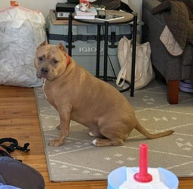 Enlarge Meatball, a Adoptable mixed breed in Livonia, MI image 2/3