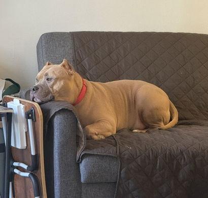 Enlarge Meatball, a Adoptable mixed breed in Livonia, MI image 3/3