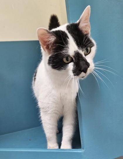 Tattoo, Adoptable, Young Female Domestic Short Hair & Domestic Short Hair.