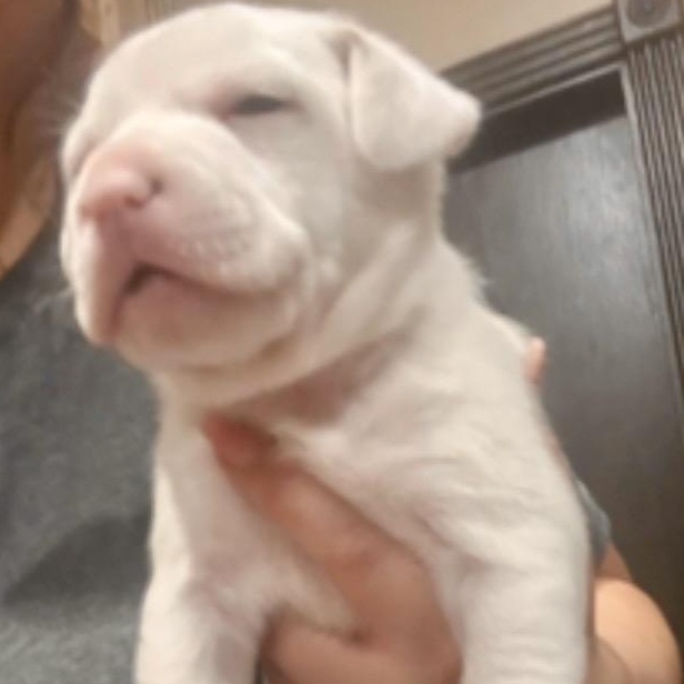 Tennessee — thumbnail 3