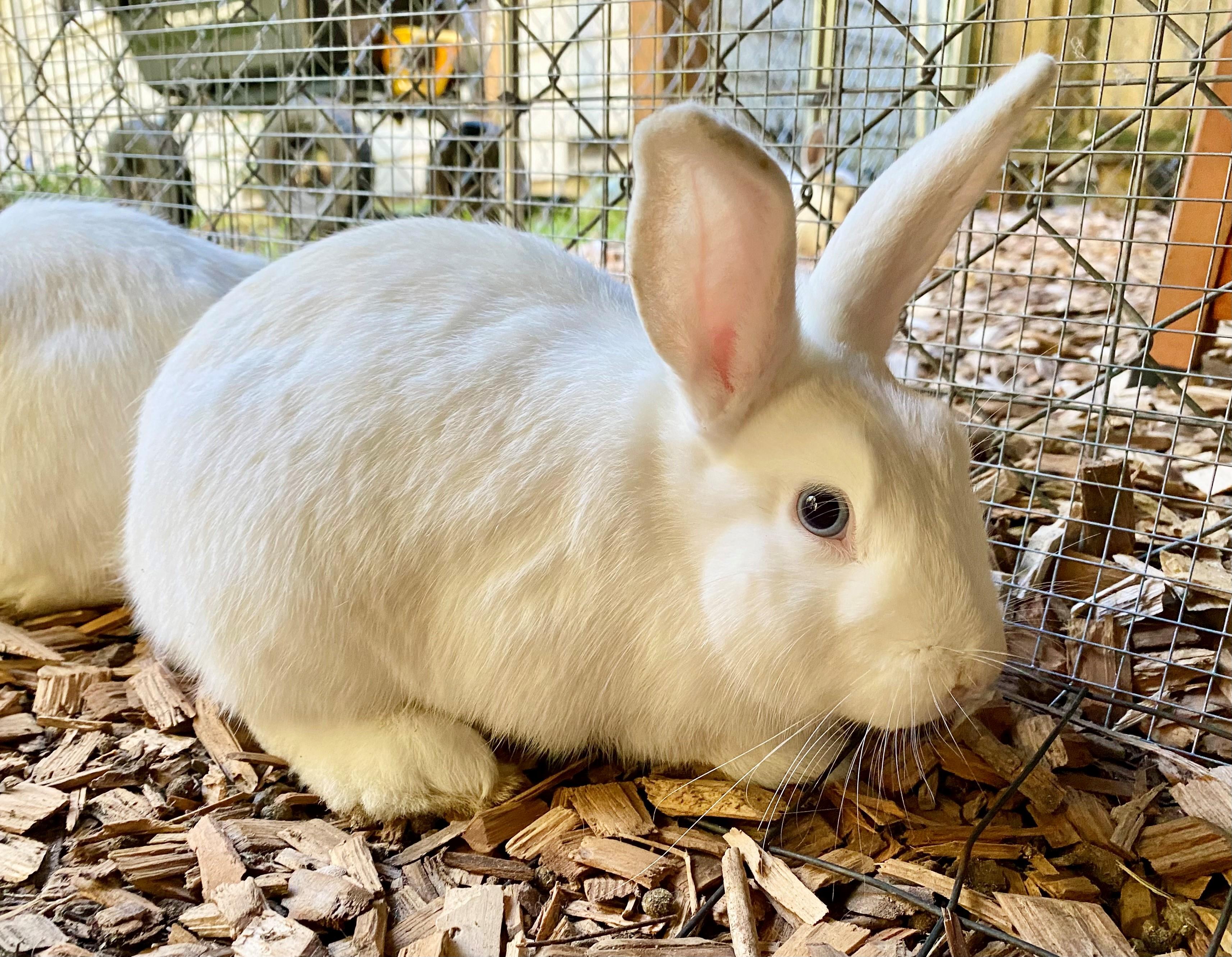 Rain (bonded to Pebbles and Mist), Adoptable, Adult Female American.