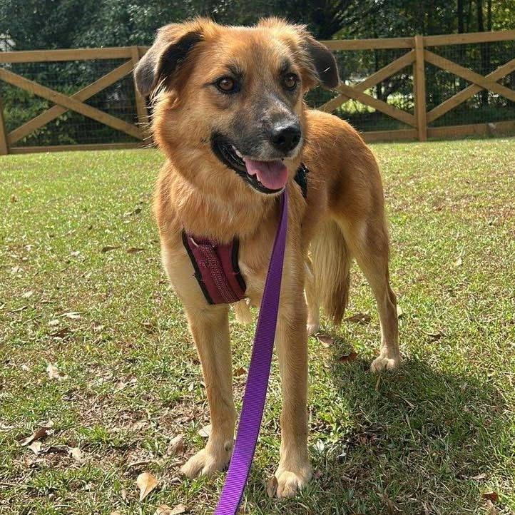 Remi, Adoptable, Young Female Retriever & Shepherd.