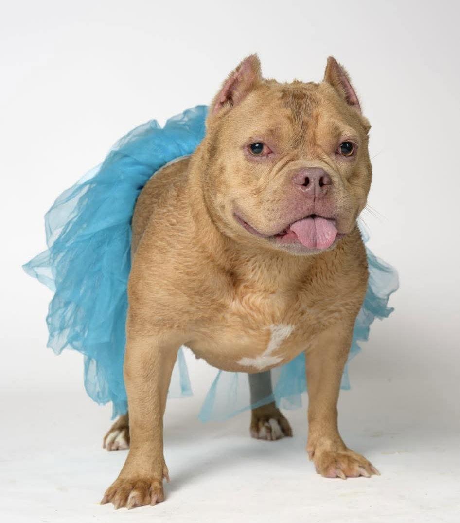 Holly, Adoptable, Adult Female Pit Bull Terrier.