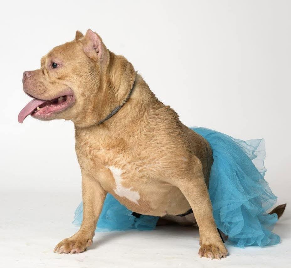 Enlarge Holly, a Adoptable Pit Bull Terrier in Hillsboro, NH image 2/3