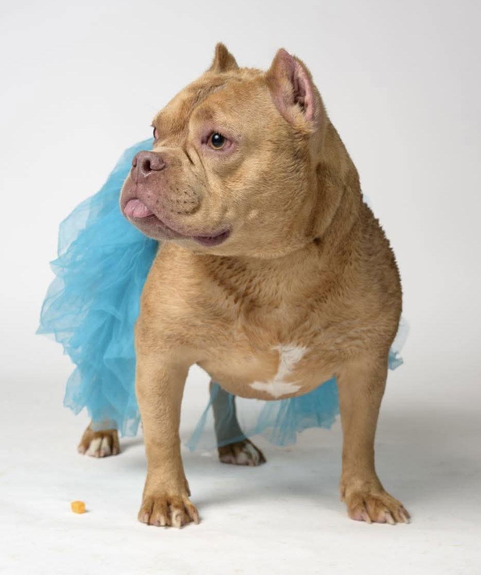 Enlarge Holly, a Adoptable Pit Bull Terrier in Hillsboro, NH image 3/3