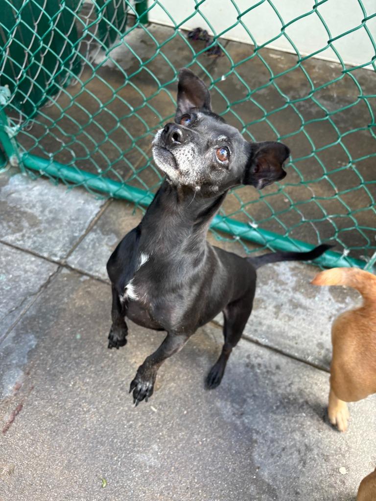 Prada, Adoptable, Senior Female Chihuahua.