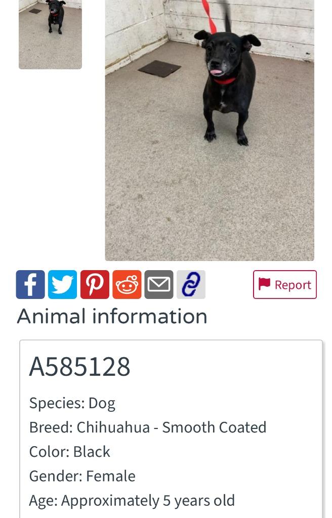 Prada, a Adoptable Chihuahua in Los Angeles, CA image 2/6