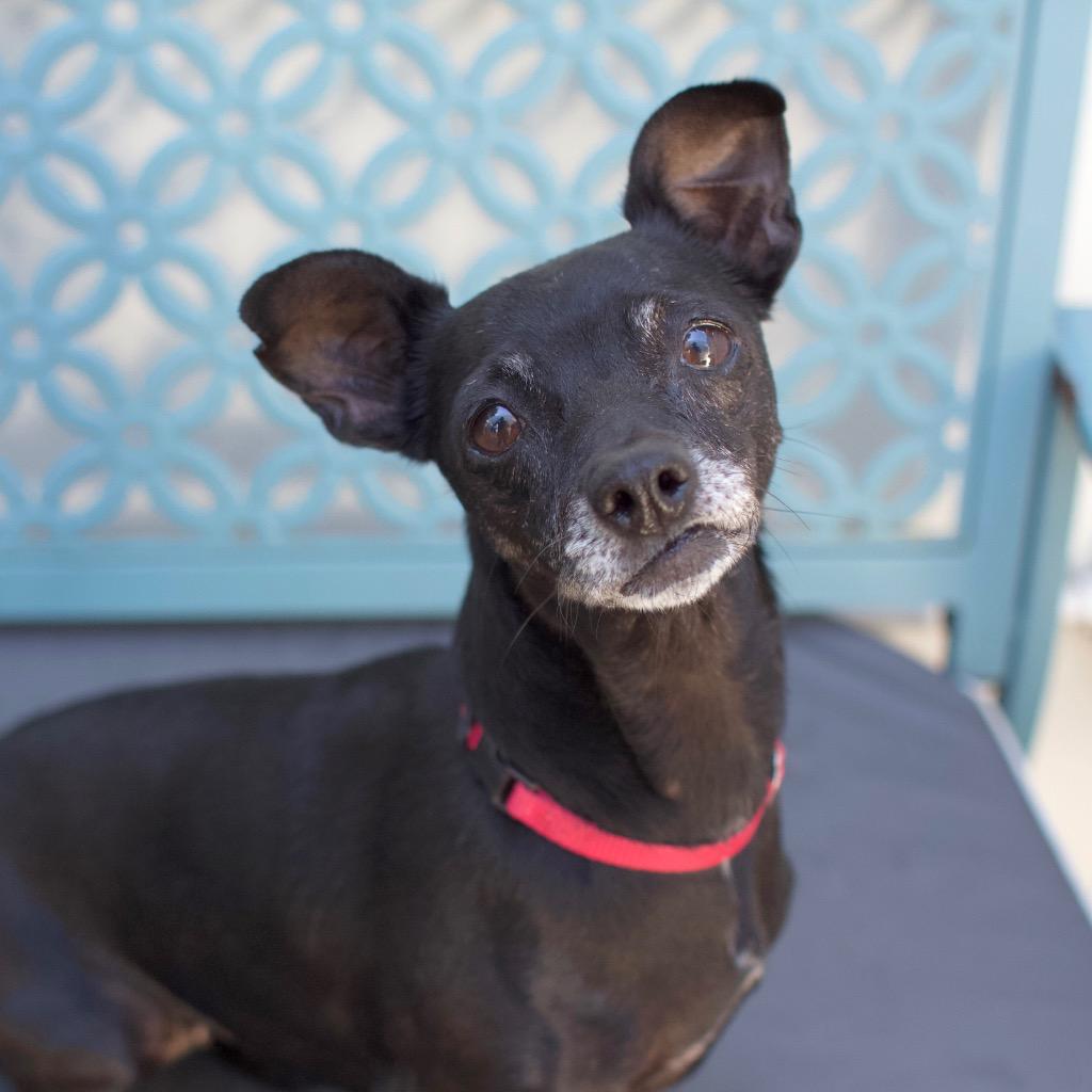 Prada, a Adoptable Chihuahua in Los Angeles, CA image 3/6