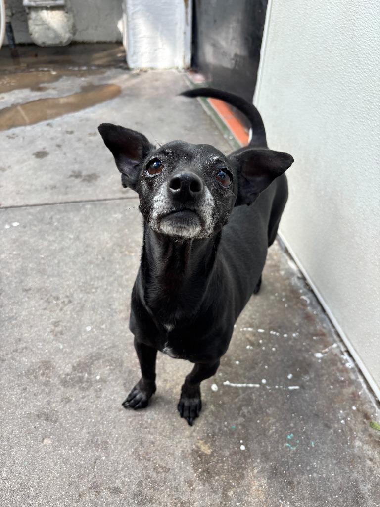 Prada, a Adoptable Chihuahua in Los Angeles, CA image 5/6
