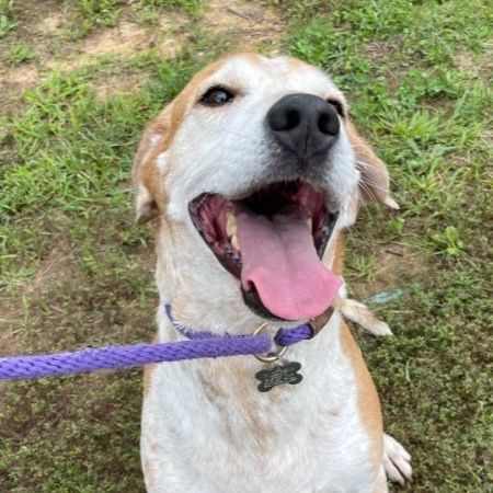 Bandit ***FOSTERED WITH AN INTENT TO ADOPT***, Adopted, Senior Male Hound.