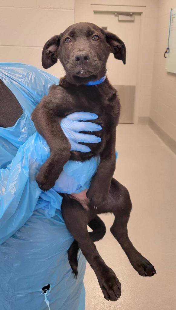 Enlarge Dodo, a Adopted mixed breed in Chillicothe, OH image 1/1