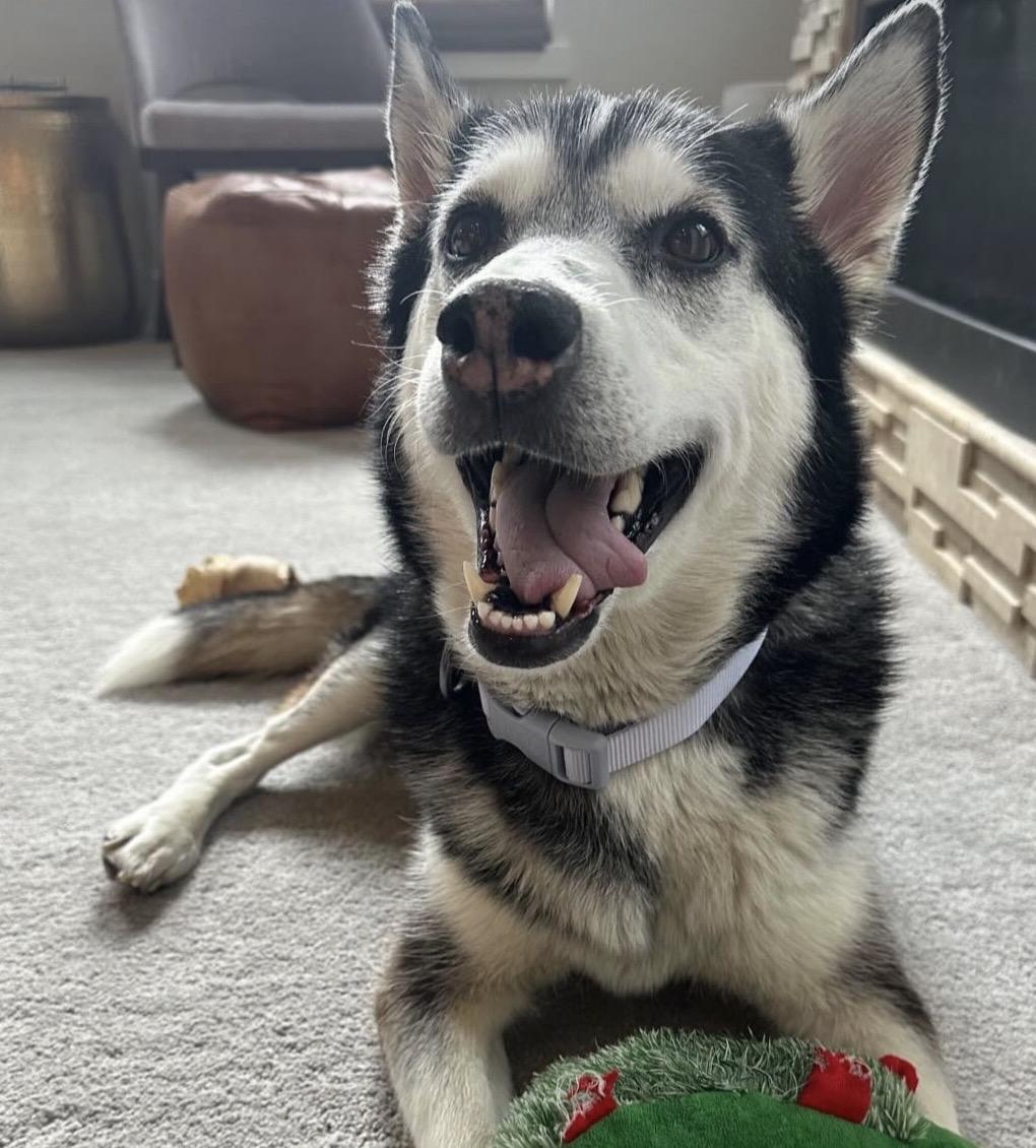 Brie, Adoptable, Adult Female Siberian Husky.
