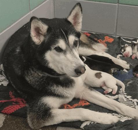 Enlarge Brie, a Adoptable mixed breed in Commerce City, CO image 2/4