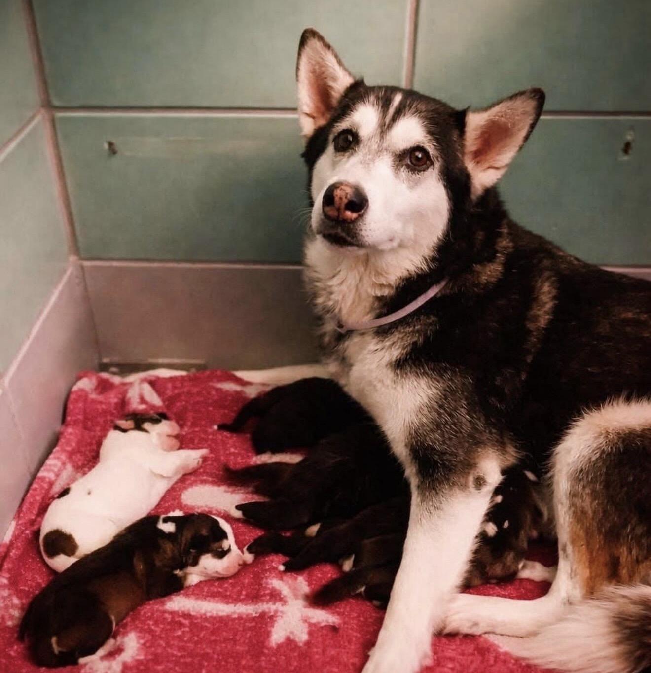 Enlarge Brie, a Adoptable mixed breed in Commerce City, CO image 4/4